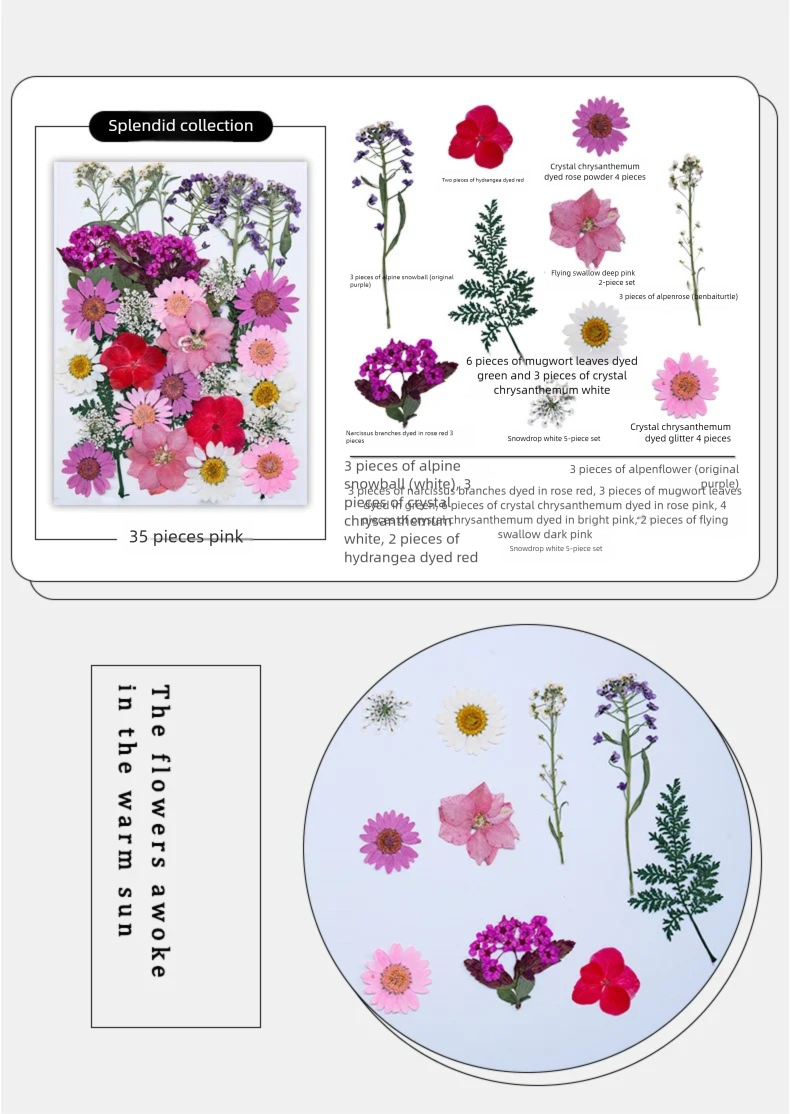 Mixed Dried Flowers, Pressed F – обзор и цена The Plant Parent